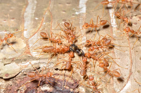 Red Ants Tree Close — стоковое фото