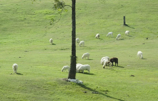 Schaffarm Auf Südinsel Neuseeland — Stockfoto