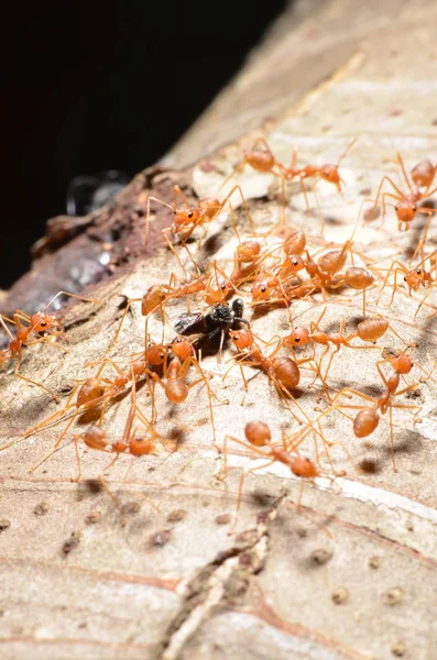 Red Ants Tree Close — Stock fotografie