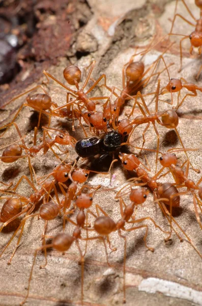 Red Ants Tree Close — Stock fotografie