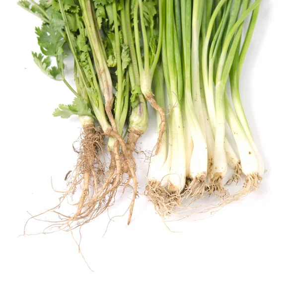 Frischer Koriander Und Zwiebelkraut Auf Weißem Hintergrund — Stockfoto