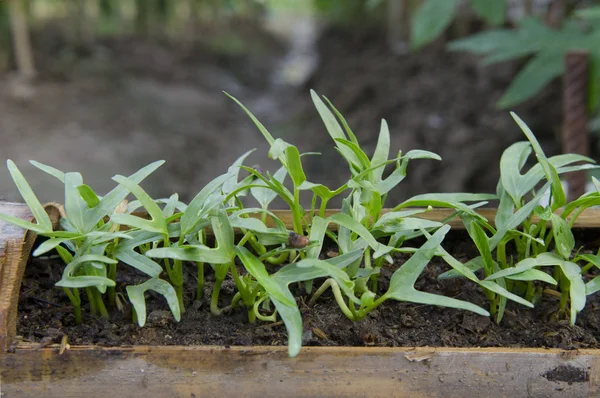 fide sabah zafer Sebze Bahçe