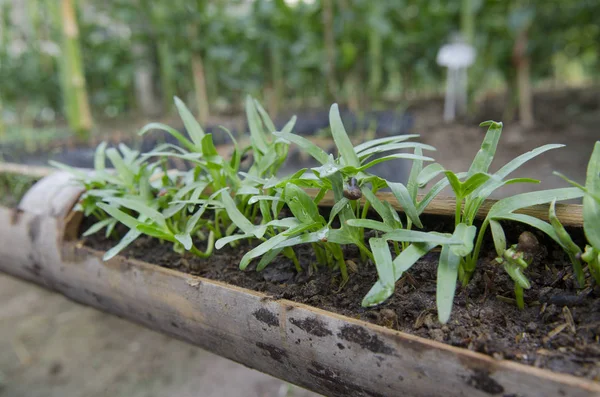 fide sabah zafer Sebze Bahçe