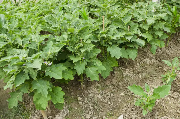 sebze bahçesi, tarım alanları