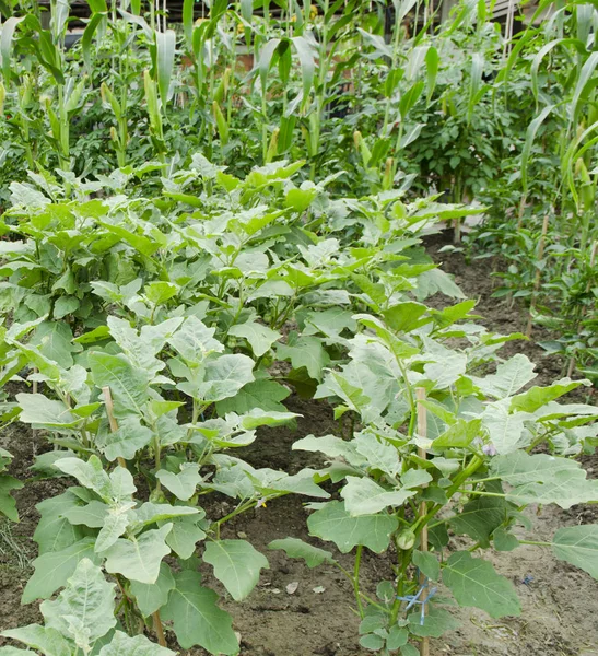 sebze bahçesi, tarım alanları