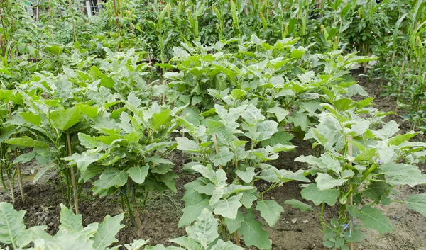 sebze bahçesi, tarım alanları