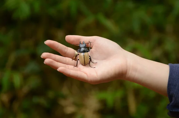 Hand Holding Big Beetle Blurred Background — Φωτογραφία Αρχείου