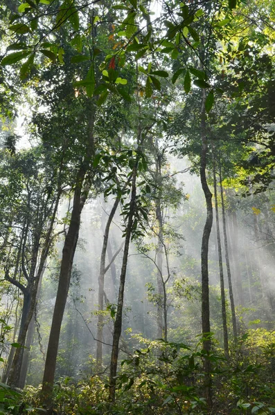 Красивый Вид Лес Утром — стоковое фото