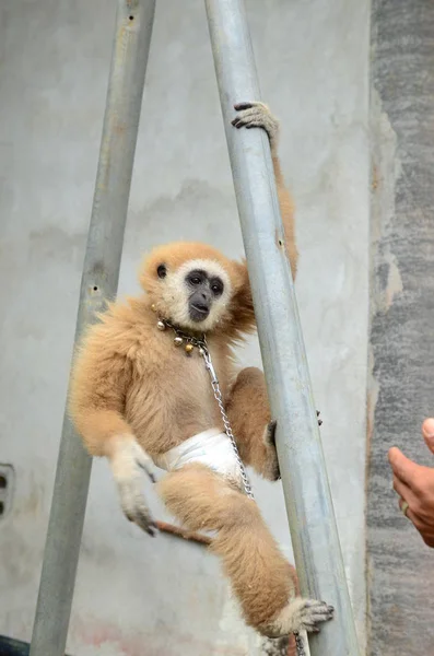 Cute Furry Monkey Zoo — Stockfoto