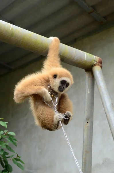 Cute Furry Monkey Zoo — Foto Stock