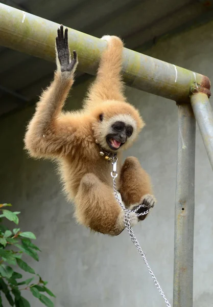 Cute Furry Monkey Zoo — стоковое фото