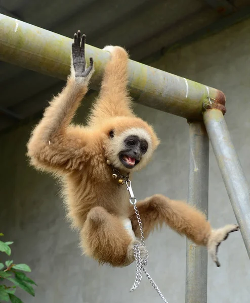 Cute Furry Monkey Zoo — Stockfoto