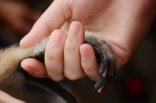 Monkey Menselijke Handdruk — Stockfoto