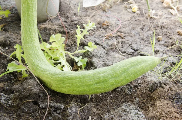 Ekologisk Grönsaksträdgård För Hälsa — Stockfoto