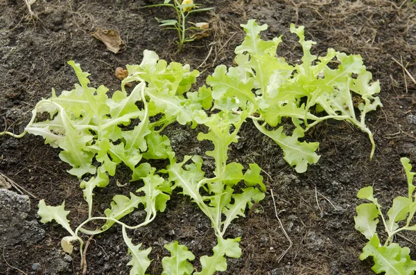 Organic Vegetable Garden Health — Stock Photo, Image