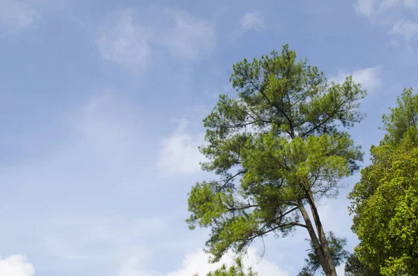 Сосны Лесу Голубым Небом — стоковое фото