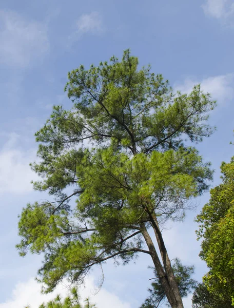 Kiefern Wald Mit Blauem Himmel — Stockfoto