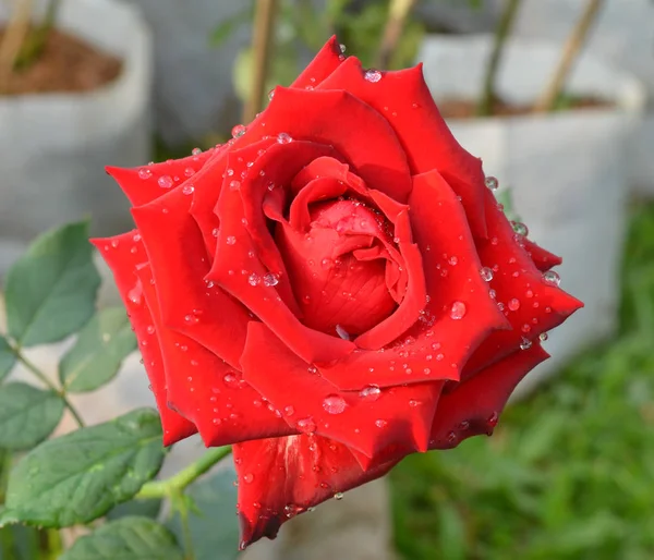 Campo Rosas Rosa Vermelha Rosaceae — Fotografia de Stock