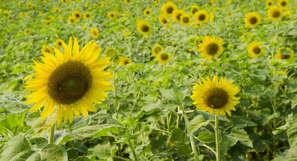 beautiful sunflowers in nature, flora and fauna