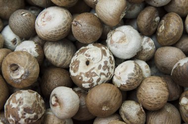 kesme tembul fındık veya areca catechu yemek için güneş ışığı tarafından Kuru.