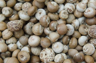 kesme tembul fındık veya areca catechu yemek için güneş ışığı tarafından Kuru.