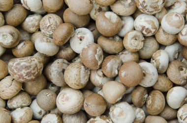 kesme tembul fındık veya areca catechu yemek için güneş ışığı tarafından Kuru.