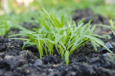 fide sabah zafer Sebze Bahçe