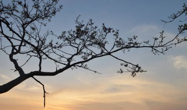 Sunset 'teki arka ağaç ve dağ manzarası