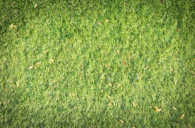 taze ot kara, grass büyüyen temiz ve düzenli