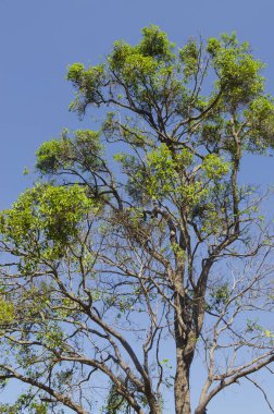 ağaç ve mavi gökyüzü arka plan.