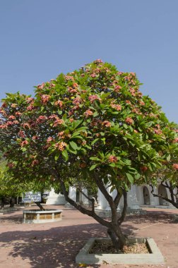 orman ağaçları. doğa yeşil ahşap arka planlar. Güzellik doğal arka plan