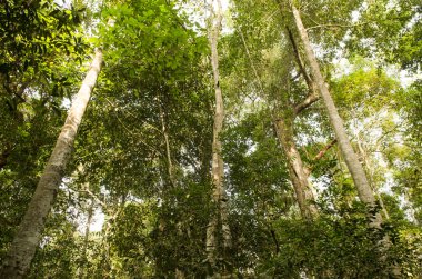 Güzel Yağmur Ormanı (Khao Yai Ulusal Parkı), Tayland