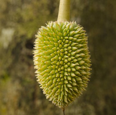 Genç durian olan ağaç meyve üzerinde
