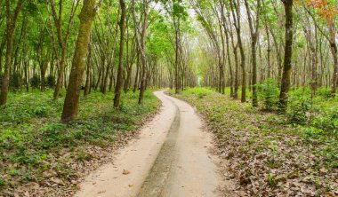 Görünümü bir lastik çiftliğin Güney Tayland