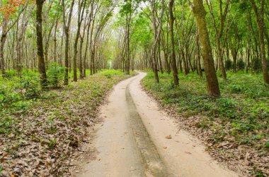 road through the rubber forest