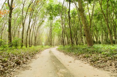 Görünümü bir lastik çiftliğin Güney Tayland