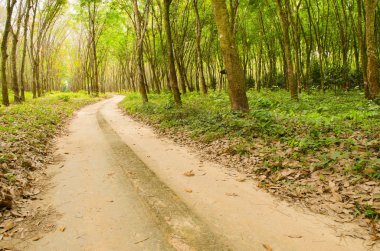 road through the rubber forest