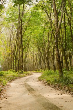 road through the rubber forest