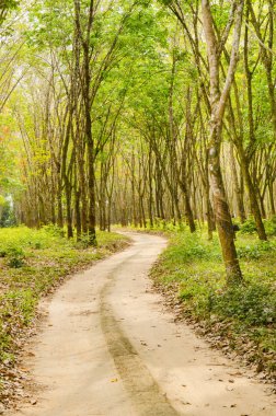road through the rubber forest