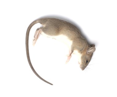 Beyaz Arka Planda İzole Edilmiş Ölü Fare