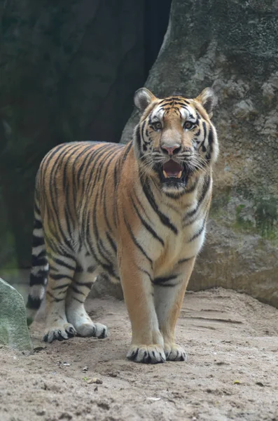 Tiger Zoo Open — Stock Photo, Image