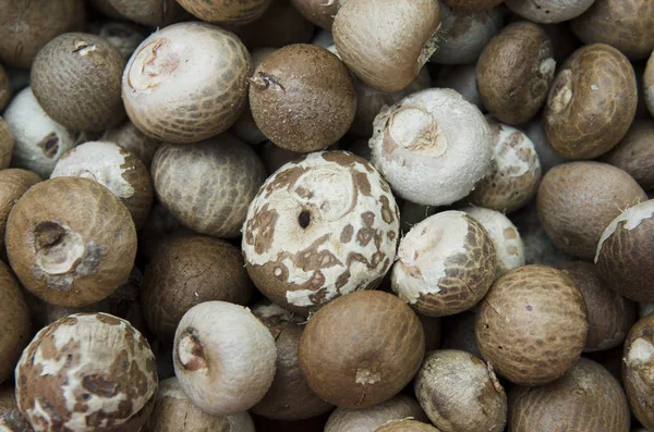 kesme tembul fındık veya areca catechu yemek için güneş ışığı tarafından Kuru.