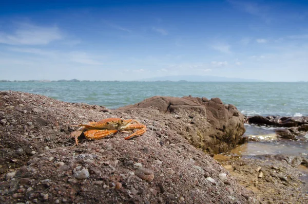 Mierda Piedras Mar — Foto de Stock