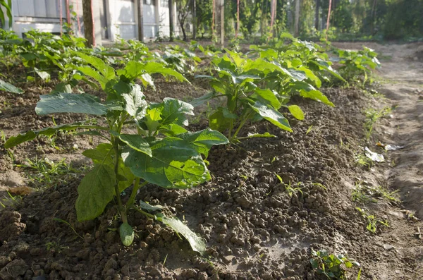 Potager Superficies Agricoles — Photo