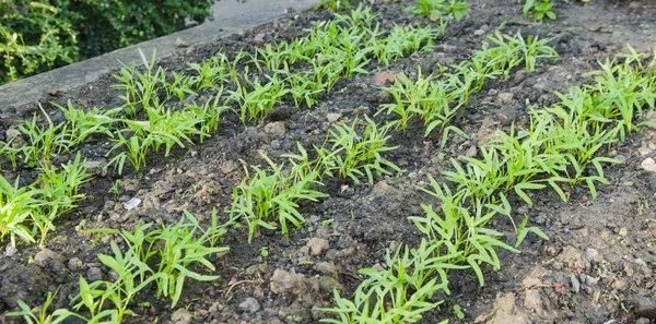 Semis Gloire Matinale Dans Potager — Photo