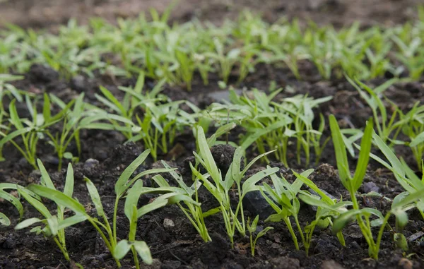 Setzling Der Morgenpracht Gemüsegarten — Stockfoto