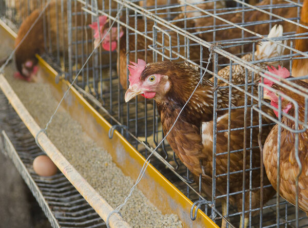 Eggs chicken farm, hens in a cage