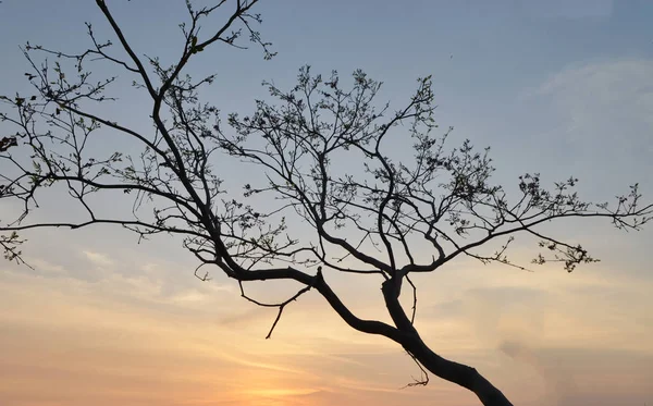Sunset 'teki arka ağaç ve dağ manzarası