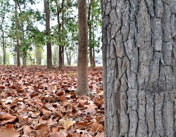 Daun Kering Tanah Dan Pohon Besar — Stok Foto