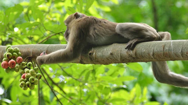 Verhalten Von Affen Der Natur Wilde Makaken — Stockfoto